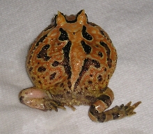frog legs