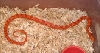 male Sunglow x amel 07