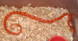male Sunglow x amel 07