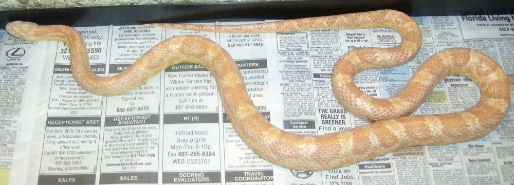 creamsicle?
