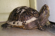 Box turtle
