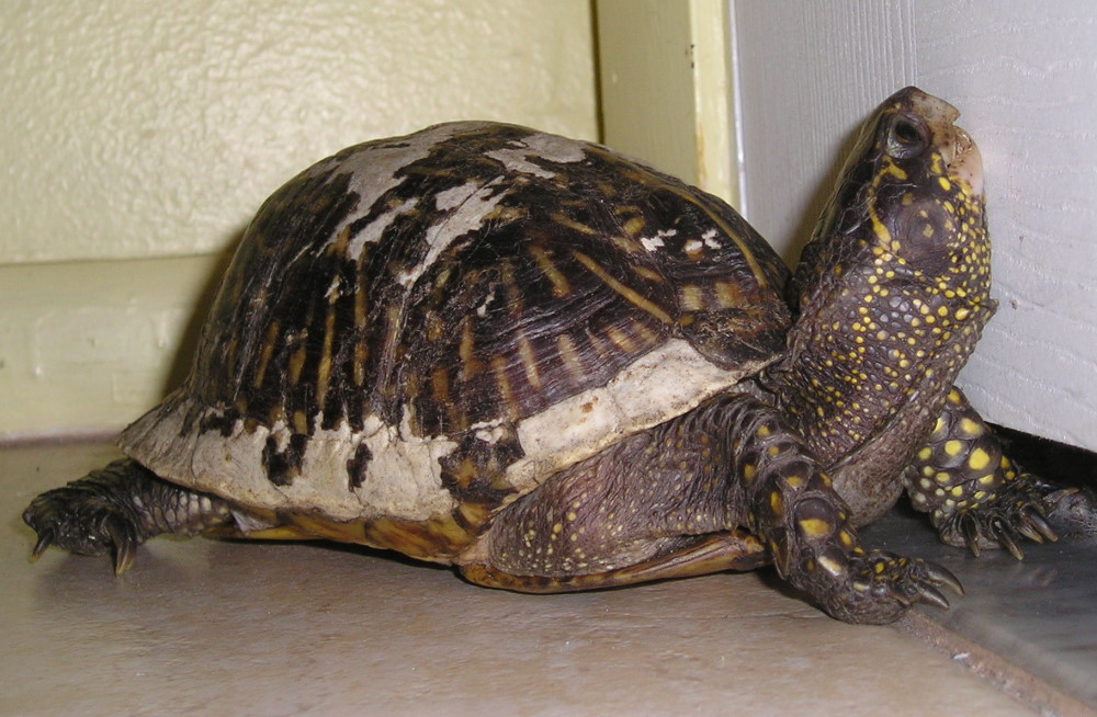 Box turtle