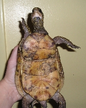 Box turtle 2