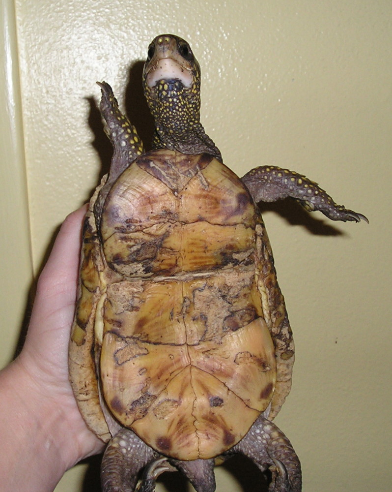 Box turtle 2