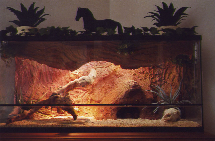 Terrarium for my three Cordylus tropidosternum tropidosternum
