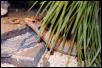 Male Gerrhosaurus major