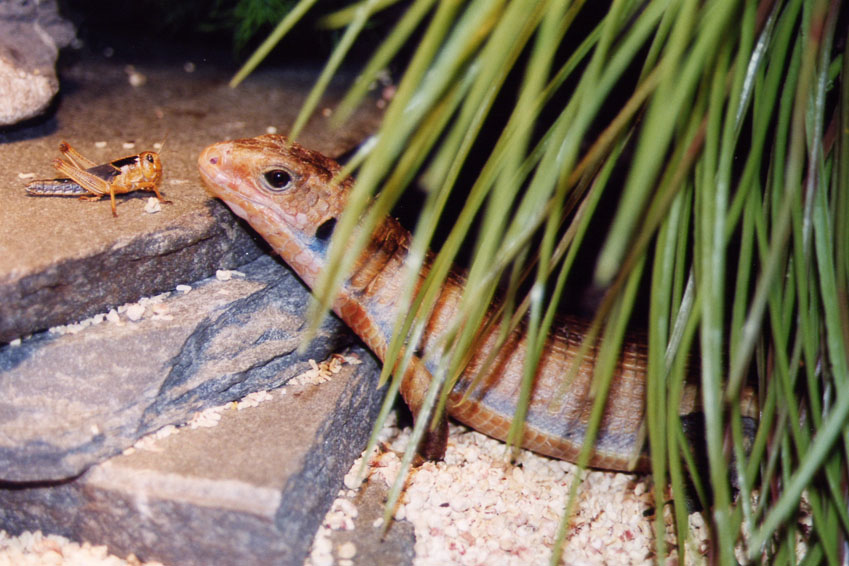Male Gerrhosaurus major