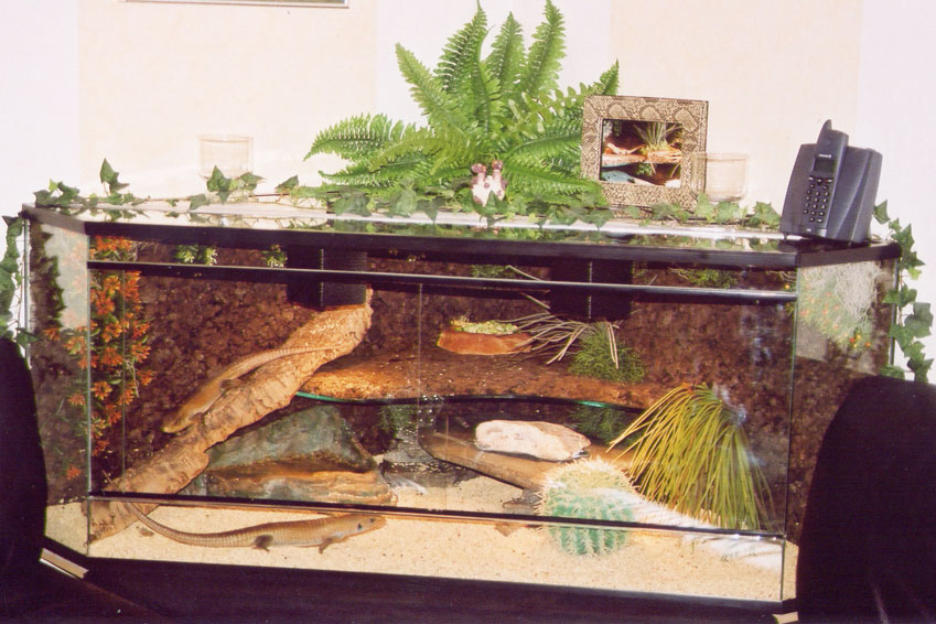 Terrarium for my Gerrhosaurus majors