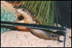Female Gerrhosaurus major