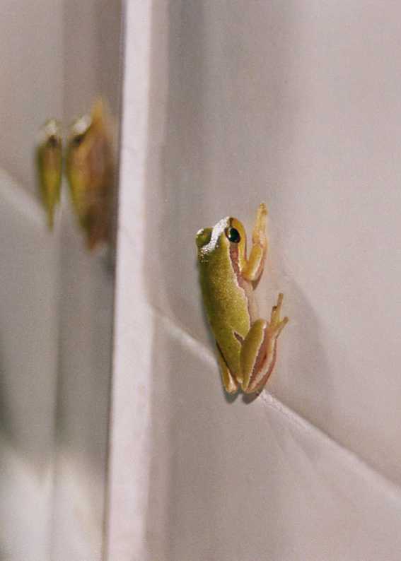 Frog