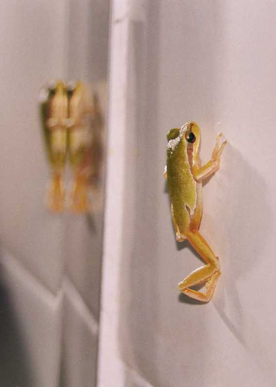 Frog