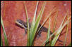 Cordylus tropidosternum tropidosternum