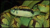 T.trig female