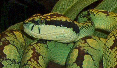 T.trig female