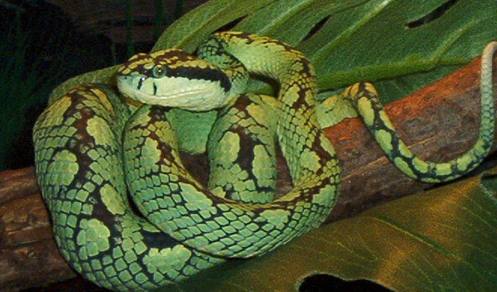 Full body shot, female