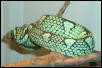 Male T. trigonocephalus