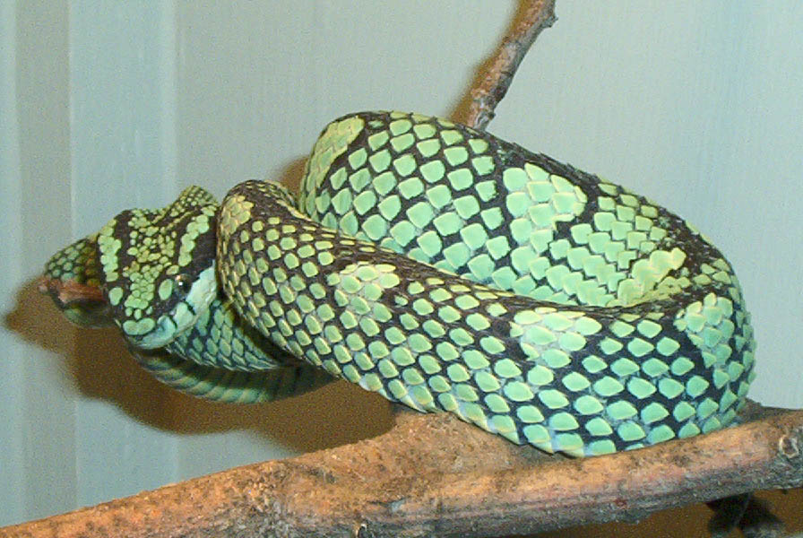 Male T. trigonocephalus