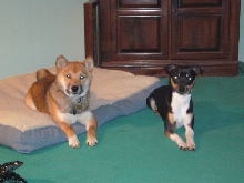 Jag & Rocco