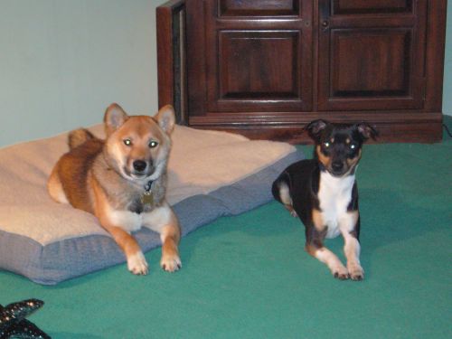 Jag & Rocco