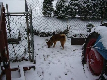 Jag in the snow