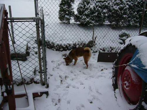 Jag in the snow