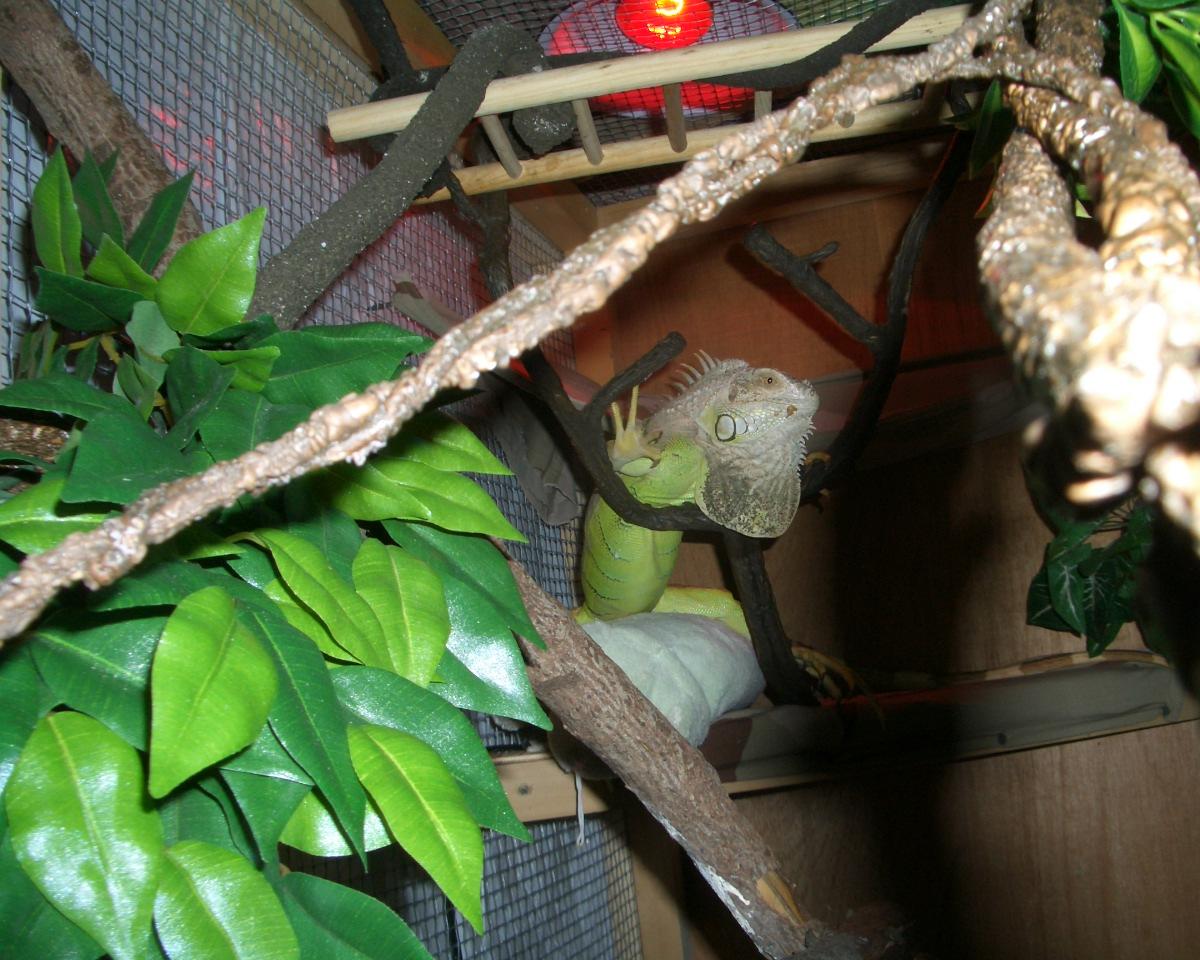 inside the lair