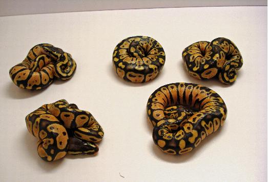 pastel to normal bp clutch