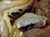 blood python male