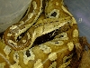 blood python female