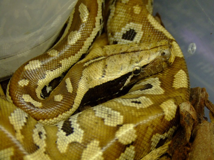 blood python female