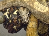 our Mexican and Hogg Island boa neonates