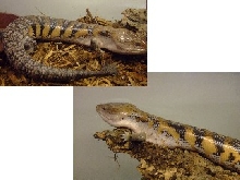 bluetongue skink