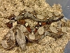 new boa Juno