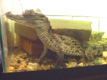 My caiman