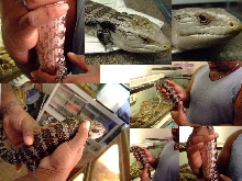 my blue tongue skink, Tiny