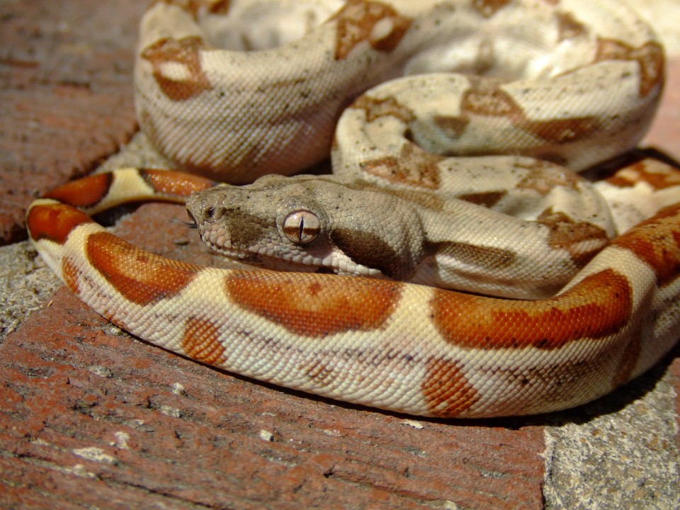 hypo boa (Mas)
