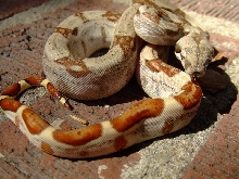 hypo boa (Mas)