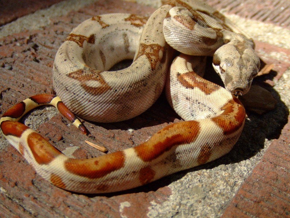 hypo boa (Mas)