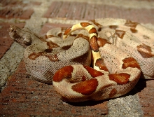 Hypo Boa (Menos)