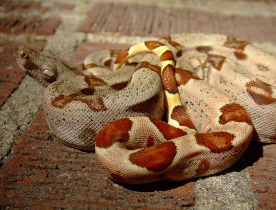 Hypo Boa (Menos)