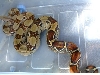 adult female boa