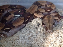 surinam female in shed