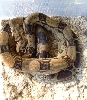 yearling female common boa