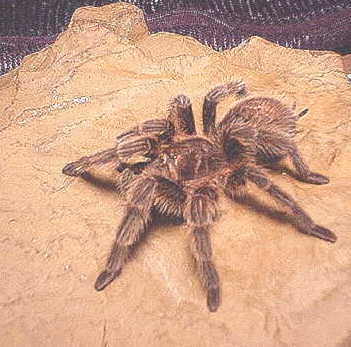 my rose hair tarantula