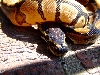 pretty little female ball
