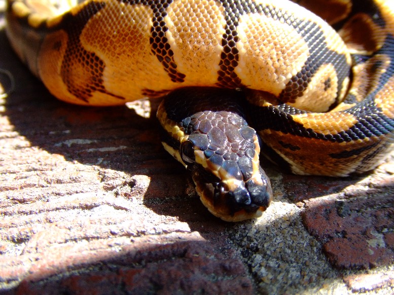 pretty little female ball