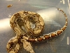 new boa Sahara