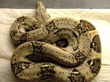 seven shed 1