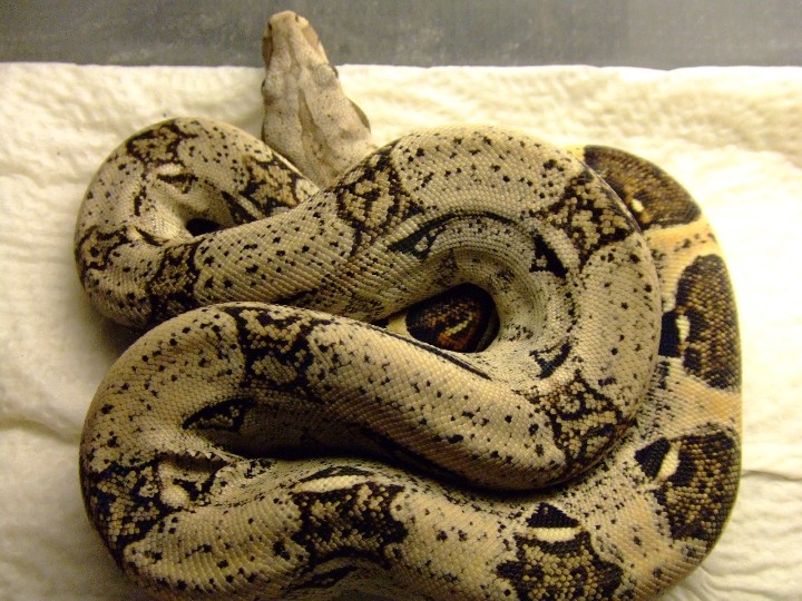 seven shed 1