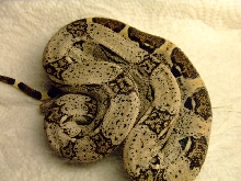 seven shed 2